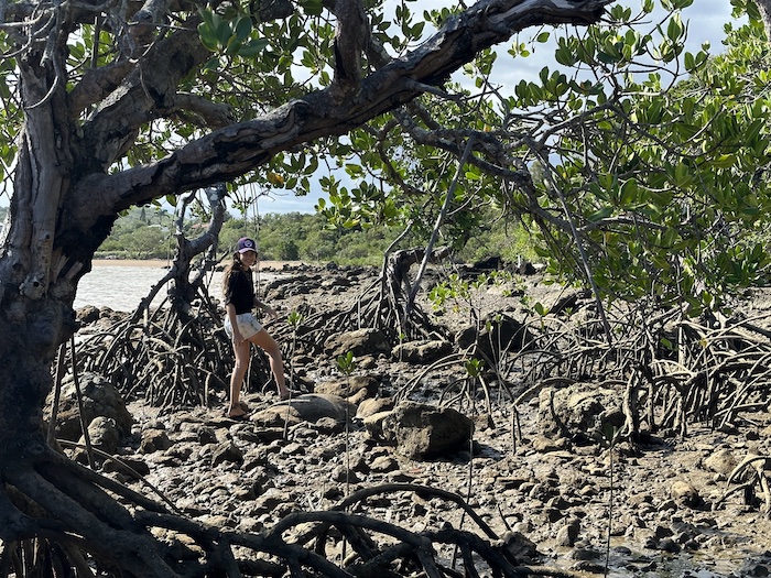 Heata-Nui paletuvier de la Ouenghi, Heata-Nui mangrove of the Ouenghi, lifeschool, ISTA, ISTA-TOOFA