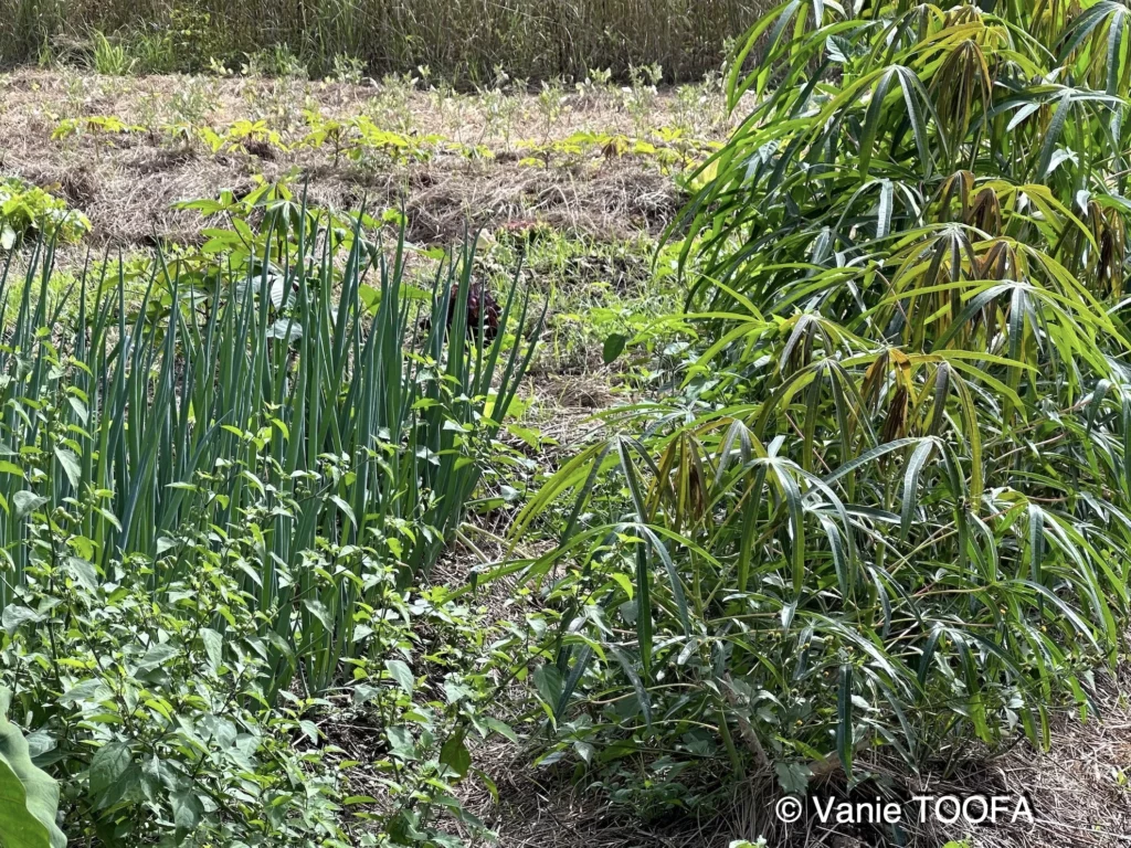 Jardin de Glenda et Stéphane, Tomo, Nouvelle Calédonie, légumes frais, la nature en abondance, Heata-Nui ISTA-TOOFA, photo Vanie TOOFA