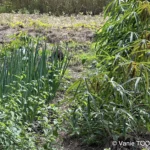 Jardin de Glenda et Stéphane, Tomo, Nouvelle Calédonie, légumes frais, la nature en abondance, Heata-Nui ISTA-TOOFA, photo Vanie TOOFA