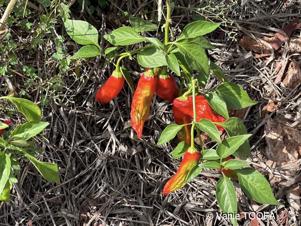 Jardin de Glenda et Stéphane, Tomo, Nouvelle Calédonie, légumes frais, la nature en abondance, Heata-Nui ISTA-TOOFA, photo Vanie TOOFA