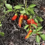 Jardin de Glenda et Stéphane, Tomo, Nouvelle Calédonie, légumes frais, la nature en abondance, Heata-Nui ISTA-TOOFA, photo Vanie TOOFA