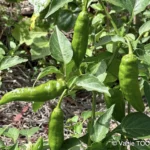 Jardin de Glenda et Stéphane, Tomo, Nouvelle Calédonie, légumes frais, la nature en abondance, Heata-Nui ISTA-TOOFA, photo Vanie TOOFA