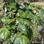 Jardin de Glenda et Stéphane, Tomo, Nouvelle Calédonie, légumes frais, la nature en abondance, Heata-Nui ISTA-TOOFA, photo Vanie TOOFA