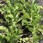 Jardin de Glenda et Stéphane, Tomo, Nouvelle Calédonie, légumes frais, la nature en abondance, Heata-Nui ISTA-TOOFA, photo Vanie TOOFA