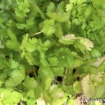 Jardin de Glenda et Stéphane, Tomo, Nouvelle Calédonie, légumes frais, la nature en abondance, Heata-Nui ISTA-TOOFA, photo Vanie TOOFA