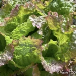 Jardin de Glenda et Stéphane, Tomo, Nouvelle Calédonie, légumes frais, la nature en abondance, Heata-Nui ISTA-TOOFA, photo Vanie TOOFA