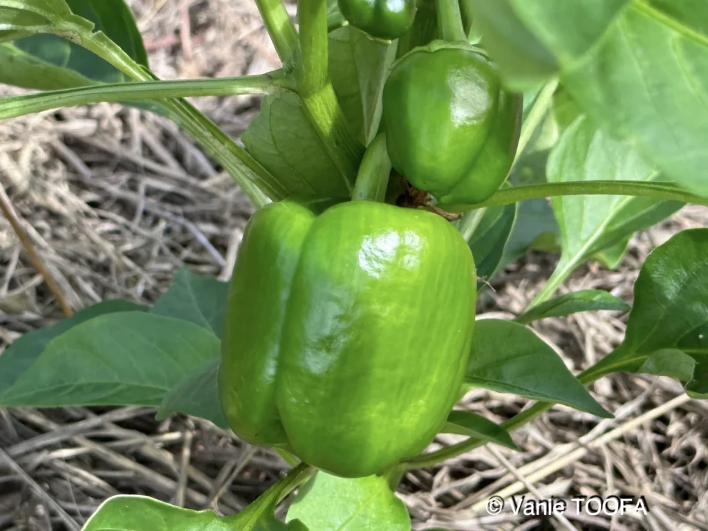 Jardin de Glenda et Stéphane, Tomo, Nouvelle Calédonie, légumes frais, la nature en abondance, Heata-Nui ISTA-TOOFA, photo Vanie TOOFA