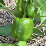 Jardin de Glenda et Stéphane, Tomo, Nouvelle Calédonie, légumes frais, la nature en abondance, Heata-Nui ISTA-TOOFA, photo Vanie TOOFA