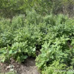 Jardin de Glenda et Stéphane, Tomo, Nouvelle Calédonie, légumes frais, la nature en abondance, Heata-Nui ISTA-TOOFA, photo Vanie TOOFA