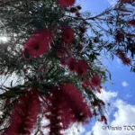 Jardin de Glenda et Stéphane, Tomo, Nouvelle Calédonie, légumes frais, la nature en abondance, Heata-Nui ISTA-TOOFA, photo Vanie TOOFA