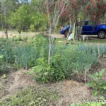 Jardin de Glenda et Stéphane, Tomo, Nouvelle Calédonie, légumes frais, la nature en abondance, Heata-Nui ISTA-TOOFA, photo Vanie TOOFA