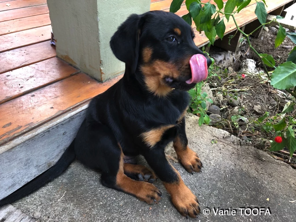 Heata-Nui ISTA-TOOFA, Rottweiler, Lifeschool, photos Vanie TOOFA