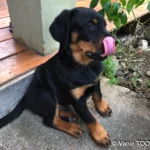 Heata-Nui ISTA-TOOFA, Rottweiler, Lifeschool, photos Vanie TOOFA