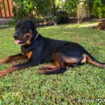 Heata-Nui ISTA-TOOFA, Rottweiler, Lifeschool, photos Vanie TOOFA