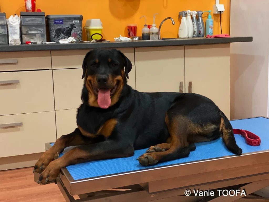 Heata-Nui ISTA-TOOFA, Rottweiler, Lifeschool, photos Vanie TOOFA