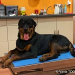 Heata-Nui ISTA-TOOFA, Rottweiler, Lifeschool, photos Vanie TOOFA