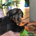 Heata-Nui ISTA-TOOFA, Rottweiler, Lifeschool, photos Vanie TOOFA